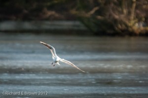 Gull coming to Land