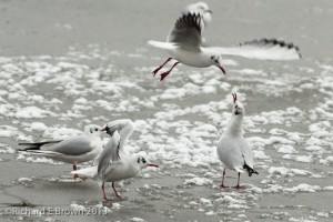Gulls over Ice