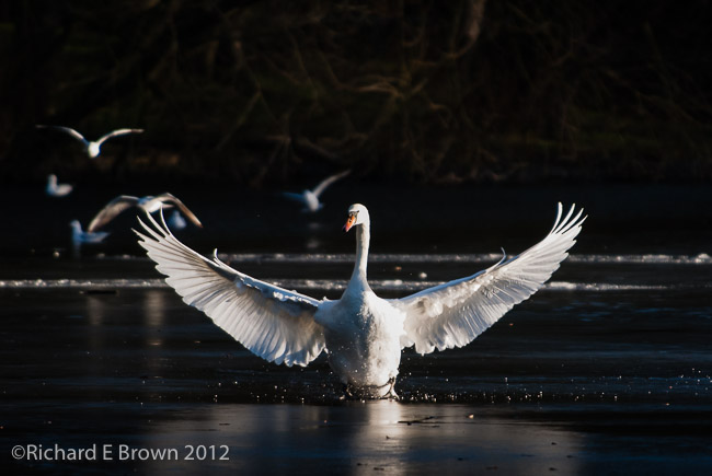 Mute Swan out Stretched