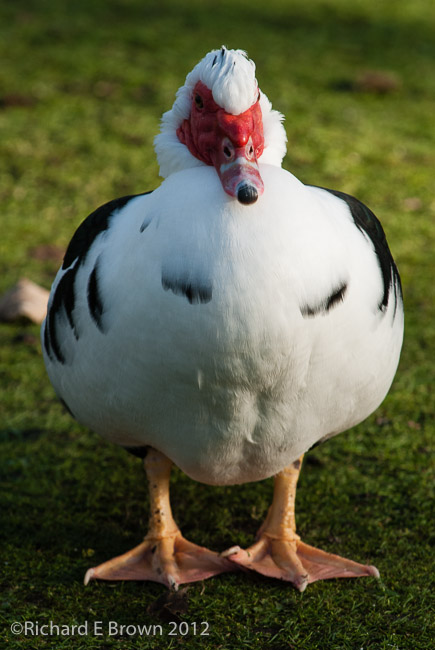 Ornamental White Duck