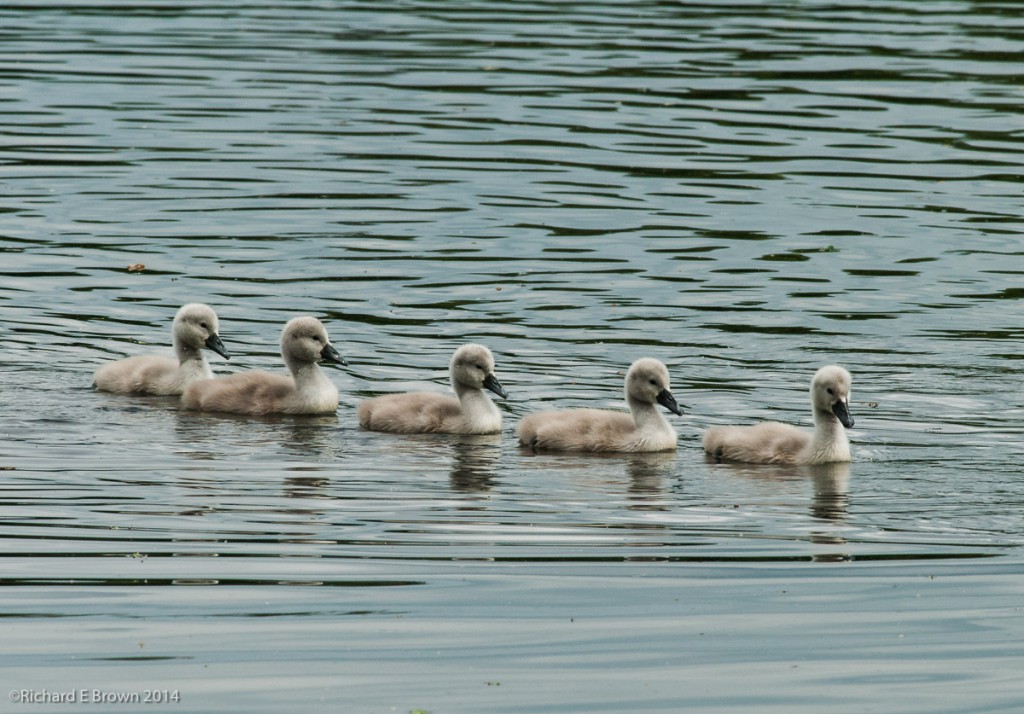 Baby Mute Swans in a row