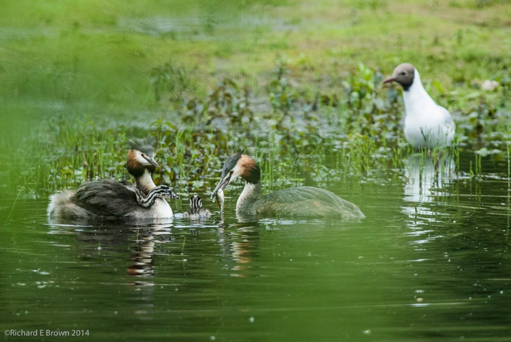 Great Crested Grebe Family