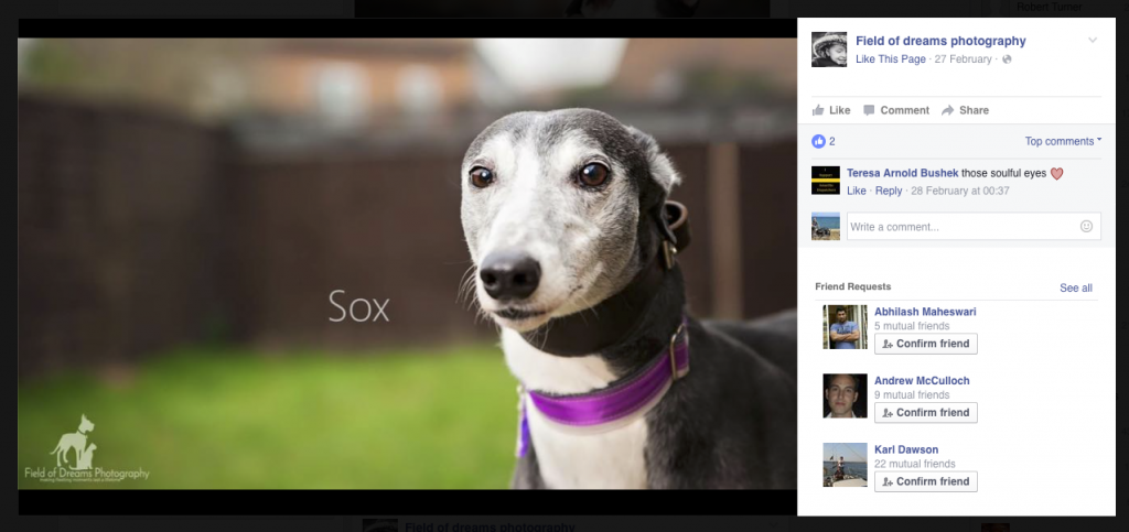 Sox - by Field of Dreams Photography