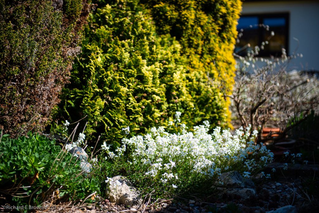 A picture of a garden, white flowers in the foreground. 