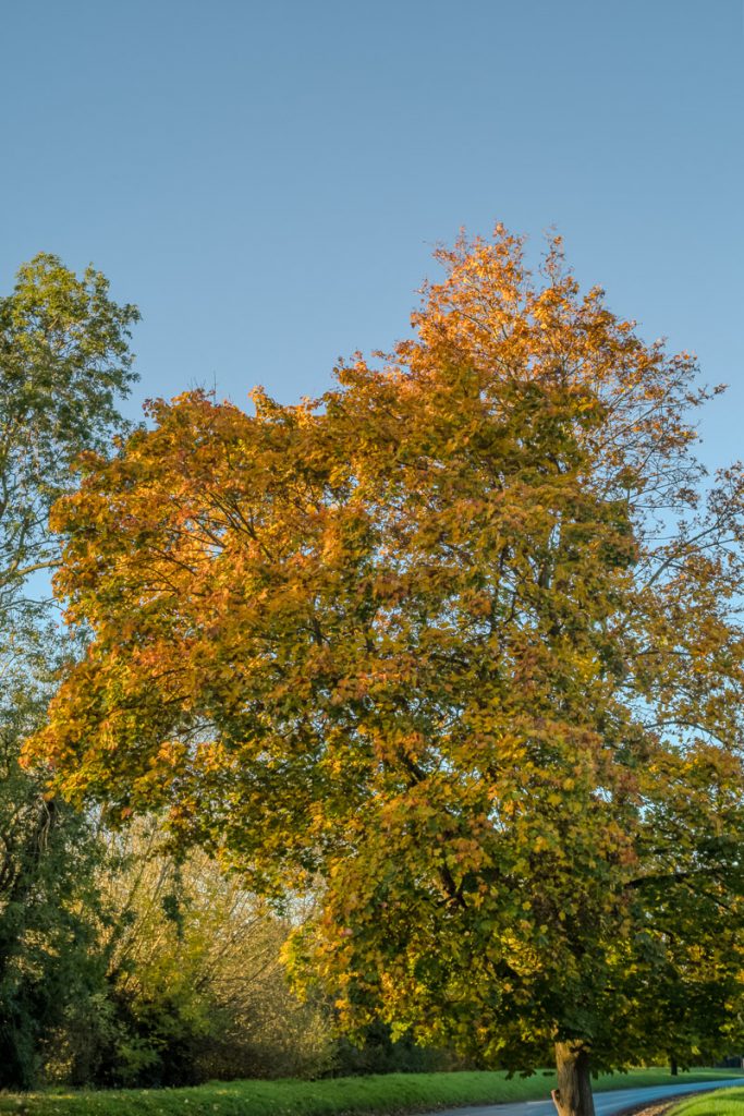 Slightly blurred image of a tree. Orange and green leaves with a blue sky showing through.