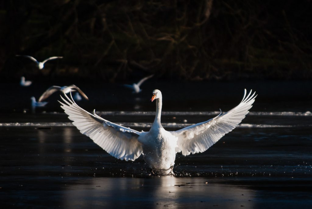 A swan on the lake at Boultham Park with its wings outstretched.  Seagulls can be seen out of focus in the background.
