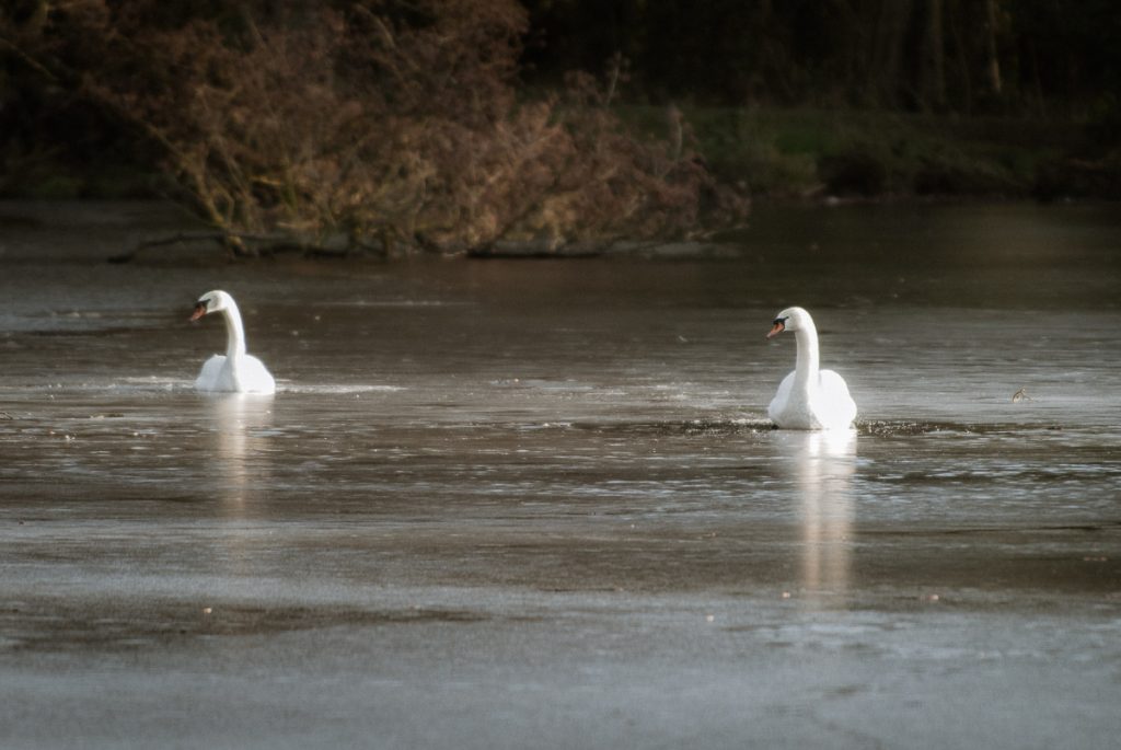 A pair of Swans on the lake at Boultham Park looking left.  Its misty and the image lacks colour but looks somewhat dreamy.
