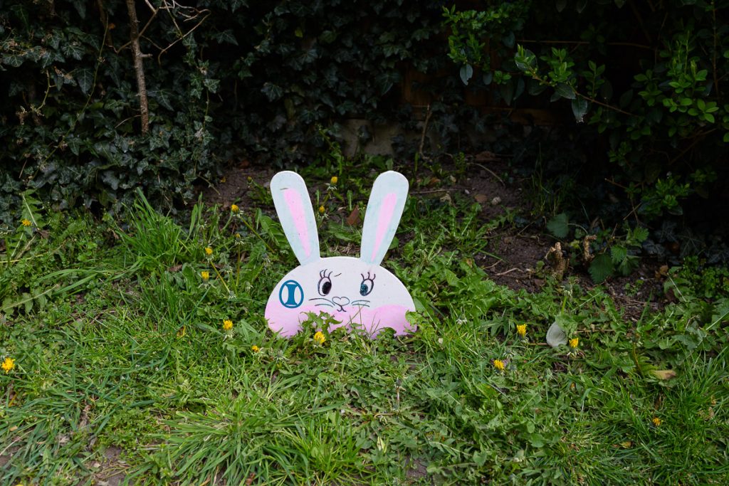 White rabbit near the church.