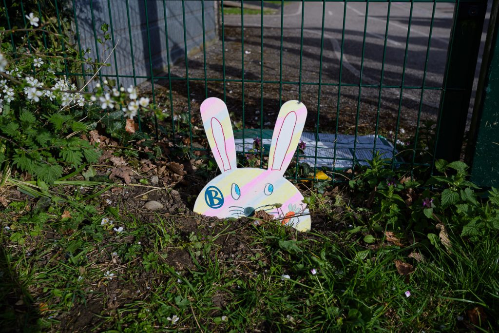 The final bunny, outside the school fence.