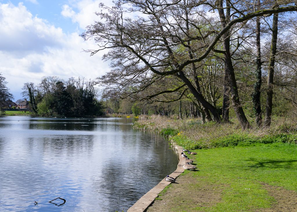 View of a park lake, lake to the left and a grassy bank to the right. Trees can be seen lining the bank.  Some ducks and geese are visible lined up on the bank.