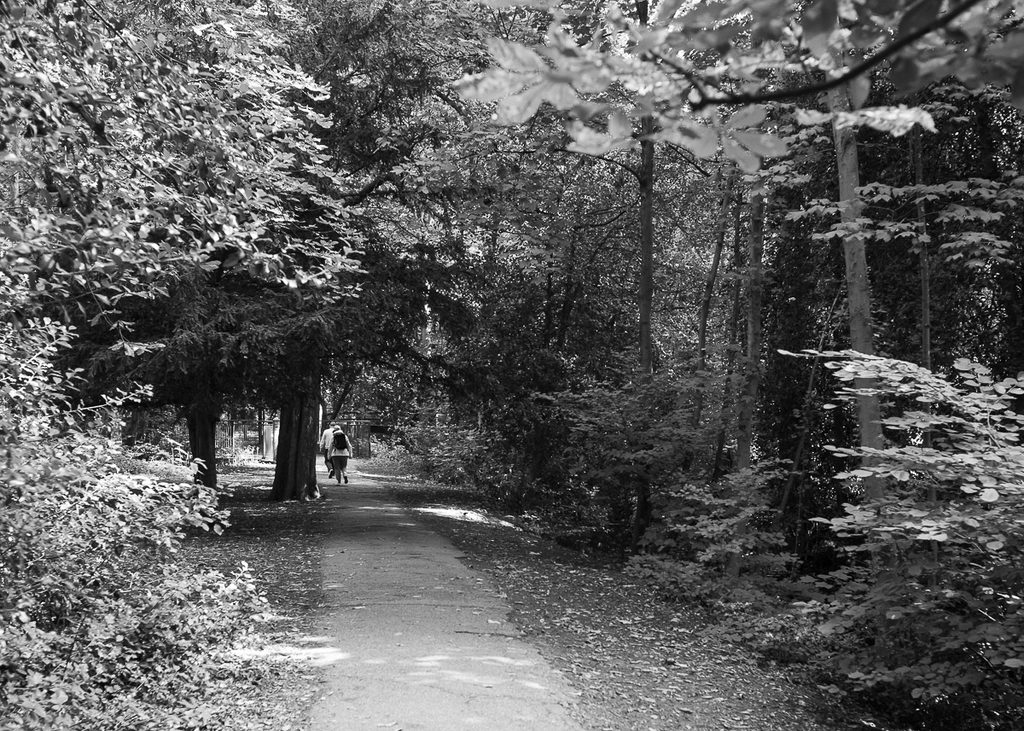 A path runs down the centre of a woodland.  Two walkers can be seen in the distance.